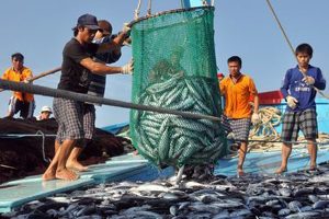 Ngư dân nuôi trồng, khai thác thủy hải sản trên vùng biển của nước ta