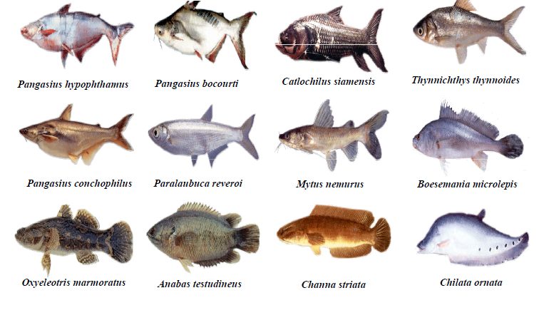  Nước lợ nuôi được những loại cá gì? Thủy sản nước lợ nào nuôi tốt nhất?