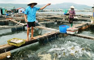 Mô hình nuôi trồng thủy sản nước lợ
