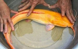 Hướng dẫn chi tiết quy trình quản lý và chăm sóc cá trê vàng