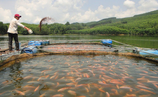  Mô hình nuôi cá tai tượng đạt hiệu quả cao số 1 Việt Nam
