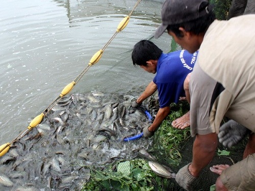  Mô hình nuôi cá sặc rằn đặc biệt ở Việt Nam