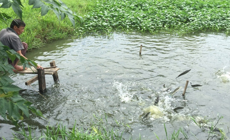  Mô hình nuôi cá lóc trong ao đất đạt hiệu quả tốt nhất tại Việt Nam