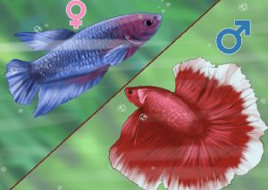 Dấu hiệu để phân biệt giới tính của loài cá betta