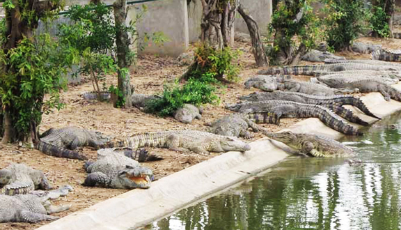  “Góc giải đáp” Mô hình nuôi cá sấu nào mang lại hiệu quả kinh tế cao