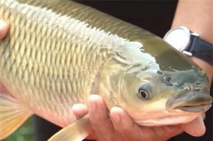 Cá trắm cỏ và 1 số nguyên nhân dẫn đến bệnh cho cá