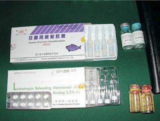 Thuốc HCG cho cá là gì ? Ảnh hưởng như thế nào đến cá ?