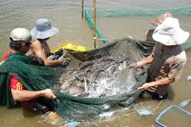 Dùng lưới thu hoạch cá bống mú, giá cá bán tại ao khoảng 150.000 nghìn đồng, sau khi trừ chi phí người nuôi lãi hơn 50 triệu đồng