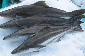cá bớp có kích thước lớn, da đen bóng, đầu to, hai mắt hơi nhỏ, con trưởng thành nặng từ 5-10kg