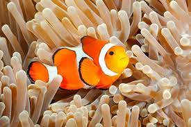 Cá hề có màu cam, các vân ngang màu trắng, hai mắt lồi, đầu to