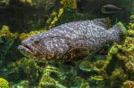 cá mú có thân đầu to, miệng rộng, hàm răng sắt nhọn,trọng lượng từ 1-3kg/con