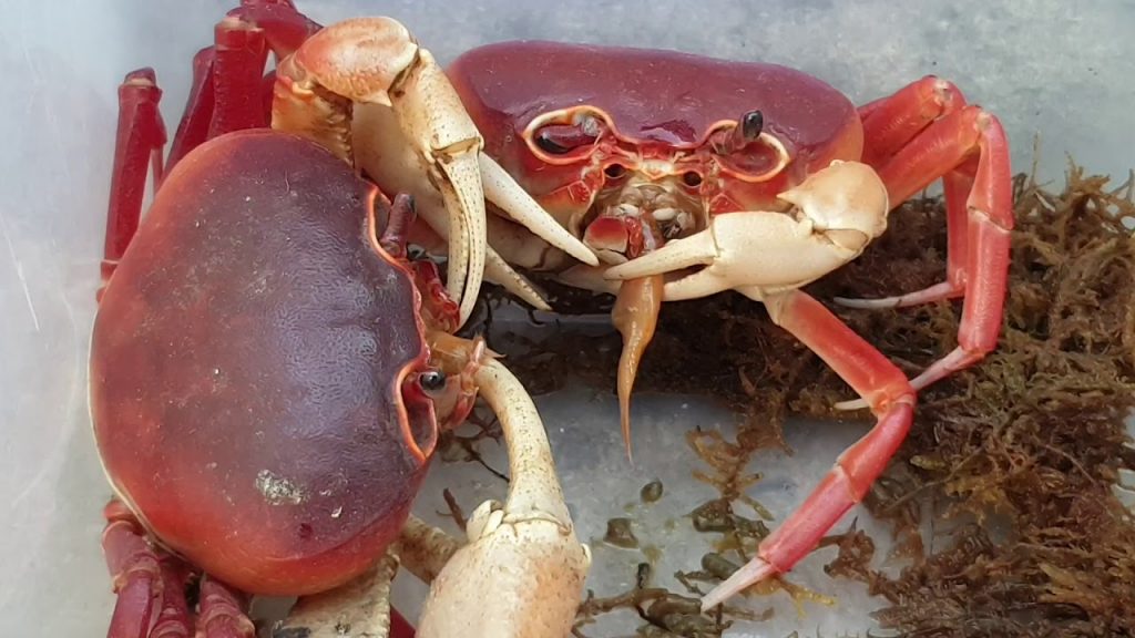 Hướng dẫn kỹ thuật chăm sóc và nuôi cua kiểng