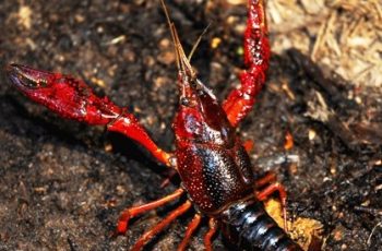 Tìm hiểu thông tin về tôm hùm đất: Tôm hùm đất sống ở đâu