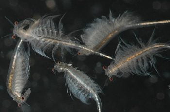 Tìm hiểu thông tin về Artemia