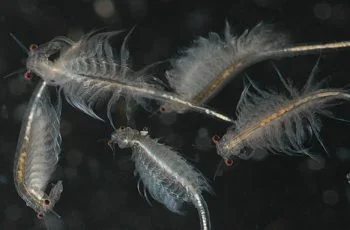 Tìm hiểu thông tin về Artemia