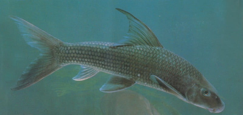 Những đặc điểm nổi bật đáng quan tâm của cá dầm xanh. Cá dầm xanh có thân dài, môi trê và hàm dưới phát triển. Cá có giá trị dinh dưỡng cao.