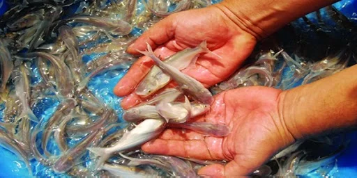 Tìm hiểu cách chọn giống cá dứa đúng. Chọn kỹ giống cá sẽ giúp cá đảm bảo sự sống vad phát triển. Kỹ lưỡng ngay từ bước đầu sẽ giúp cá ổn định nhịp sống.