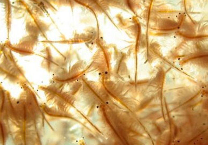  Kinh nghiệm nuôi Artemia sinh khối trong bể xi măng từ các chuyên gia
