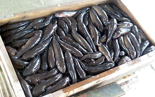 Việc phòng bệnh cho cá là vô cùng quan trọng. Nó cũng góp phần giúp các nông hộ giảm được chi phí do thất thoát cá