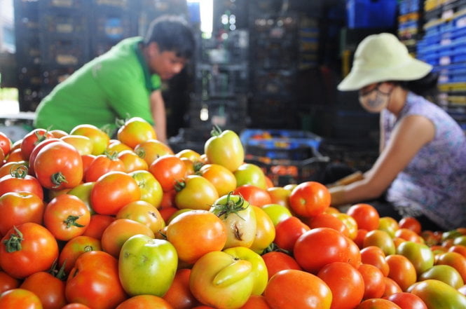 Thông tin về giá cà chua tại Lâm Đồng