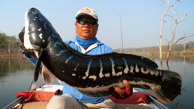 Chia sẻ kinh nghiệm nuôi cá lóc bông trong bể lọt bạt