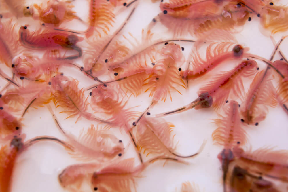 Tìm hiểu cách nuôi Artemia sinh khối trong bể xi măng