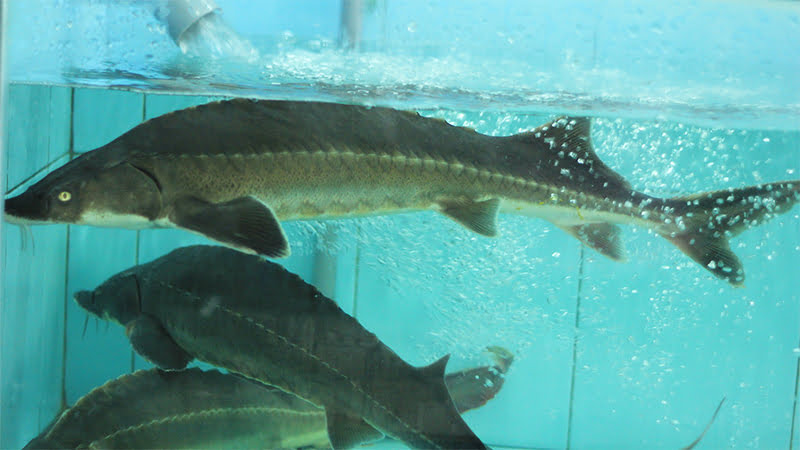 Cá tầm là một loài cá chuyên ăn ở tầng đáy của ao, hồ. Trong 12-14 tháng, cá tầm có thể đạt đến 1,5-2kg/con. Có chiều dài 25 - 30 cm. Trong cùng một độ tuổi, cá tầm đực sẽ to hơn cá cái.