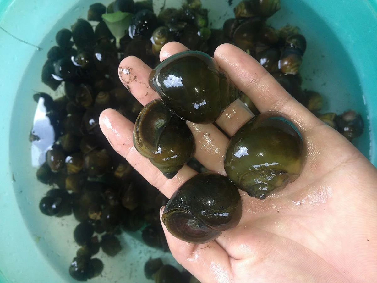 Hiểu rõ và đúng về đặc điểm sinh học của loài ốc bươu đen, mới có thể áp dụng đúng các kỹ thuật giúp nuôi trồng được hiệu quả hơn