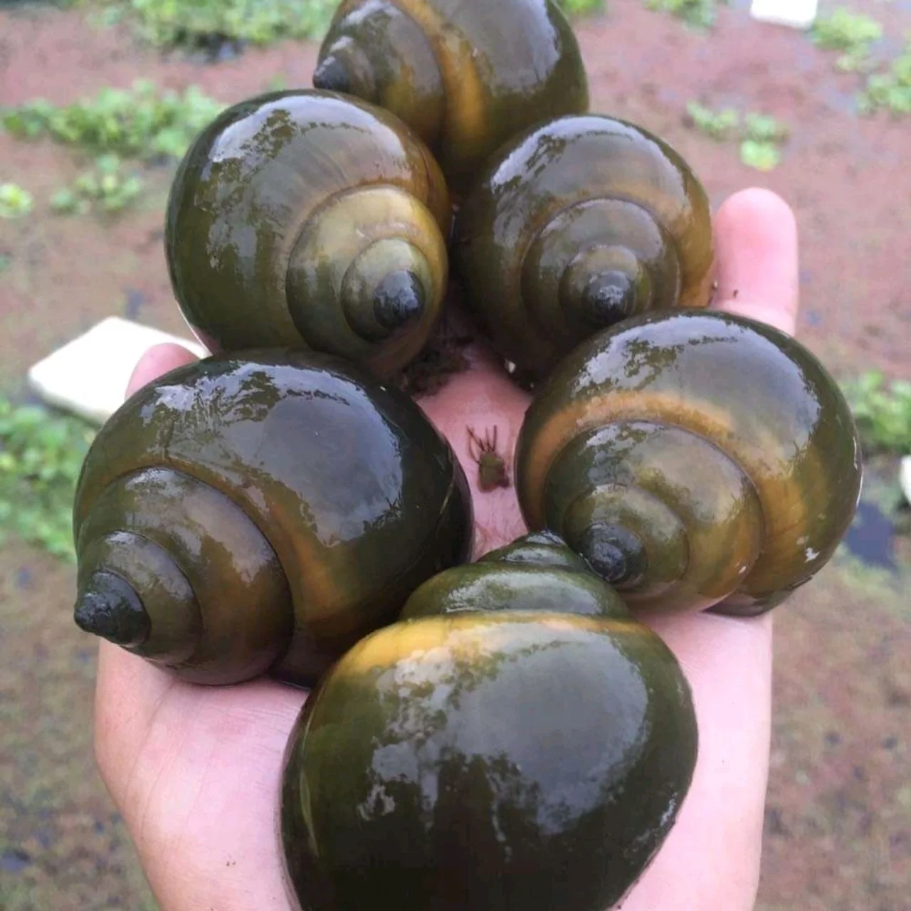 Để ốc phát triển tốt nhất trong môi trường thùng xốp. Phòng ngừa bệnh là điều không thể thiếu trong suốt quá trình nuôi ốc bươu đen