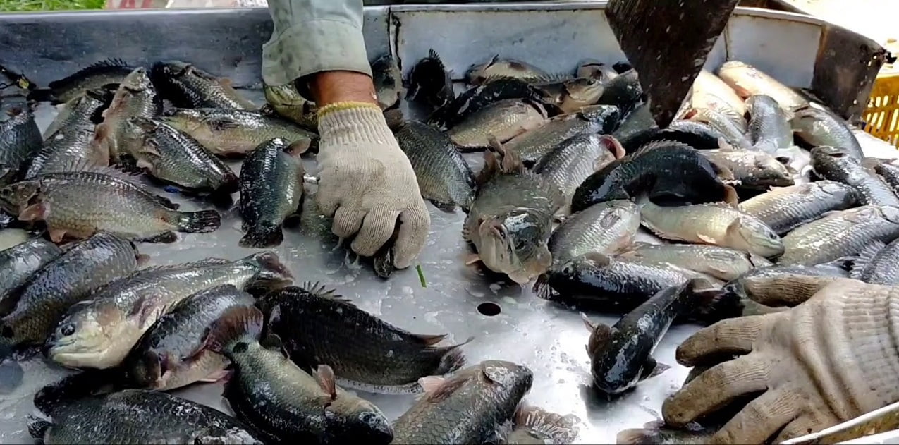 Quảng Ninh Thành công từ nuôi cá rô đầu vuông  Tạp chí Thủy sản Việt Nam