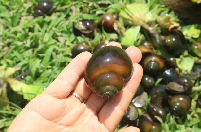  Nuôi ốc bươu đen trong thùng xốp mang lại lợi nhuận cao