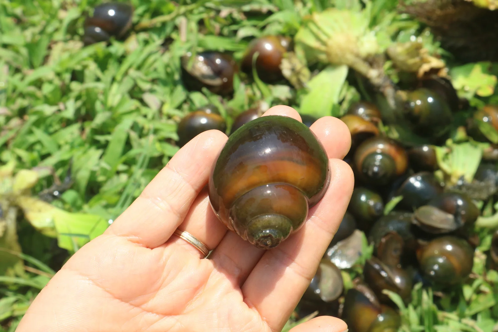 Trước khi bắt tay vào thực hiện mô hình nuôi ốc bươu đen trong thùng xốp, bà con cần nắm rõ những kỹ thuật cơ bản mới có thể đạt hiệu quả cao