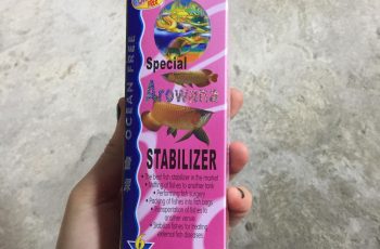 Những điều nhất định phải biết khi sử dụng thuốc mê cho cá rồng