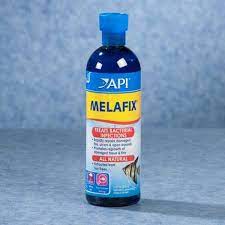 Phòng và điều trị nhiễm khuẩn cực hiệu quả với thuốc melafix cho cá rồng