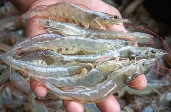 Giá tôm ngày 3/11/2021 và ngày 4/11/2021