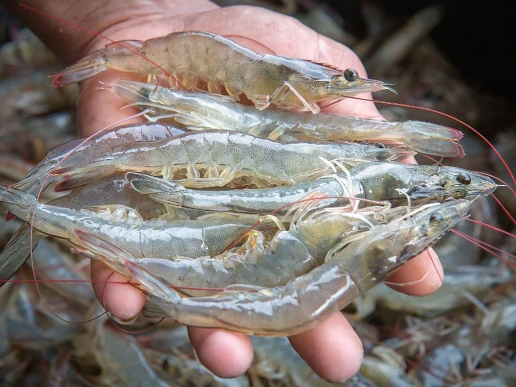 Giá tôm ngày 3/11/2021 và ngày 4/11/2021