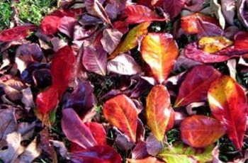 Tìm hiểu câu trả lời cho câu hỏi: "Lá bàng khô để làm gì? "