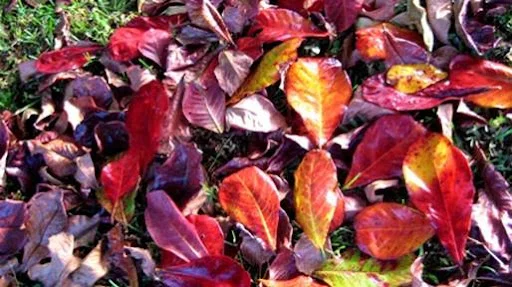 Tìm hiểu câu trả lời cho câu hỏi: “Lá bàng khô để làm gì? “