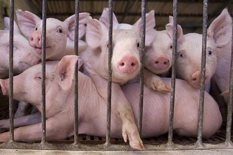 Dự báo giá heo hơi trong tháng tới