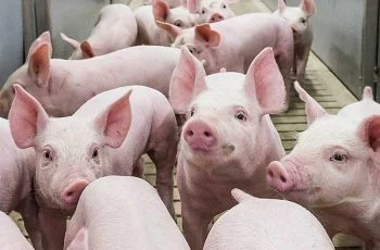 Dự báo giá heo hơi từ cuối năm 2021 và đầu năm 2022