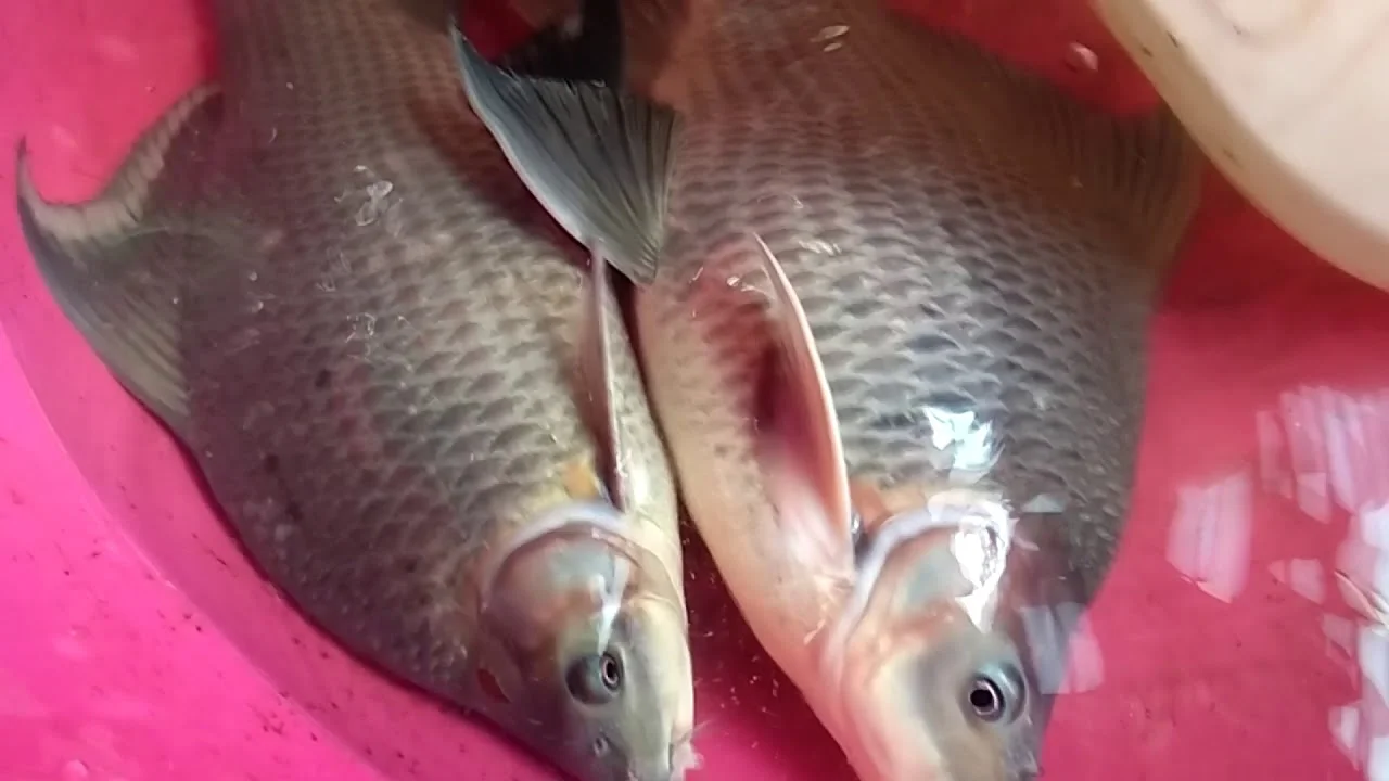 Cá ét là loài cá sống trong môi trường nước ngọt, thuộc họ cá chép. Bà con muoond biết thêm nhiều đặc tính sinh học của cá ét thì đừng bỏ qua!