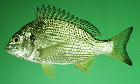 Cá tráp vây vàng có thân dẹp, vây vàng. Loài cá dễ nuôi và ăn tạp.