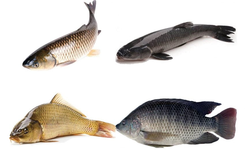  Hướng dẫn chi tiết những mô hình nuôi cá nước ngọt hiệu quả