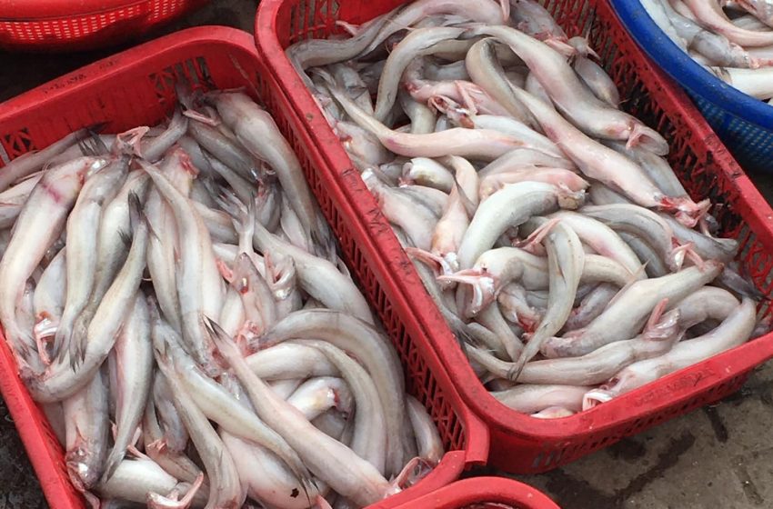  Làm giàu rất dễ từ mô hình nuôi cá khoai nước ngọt duy nhất tại Việt Nam