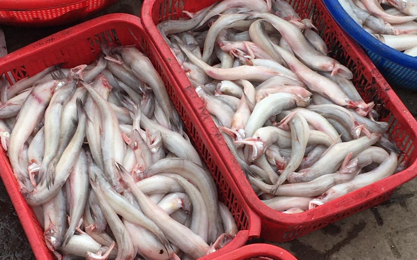 Nuôi cá khoai nước ngọt rất dễ với bí quyết sau. Quy trình chuẩn được chuyên gia đánh giá cao. Gía trị kinh tế, dinh dưỡng cao.