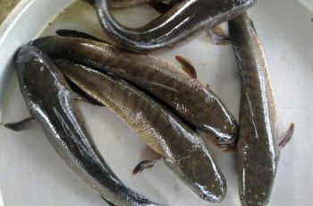 Giá cá lóc hôm nay tại Đồng Tháp