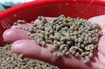 Cập nhật giá ốc hương giống hiện nay