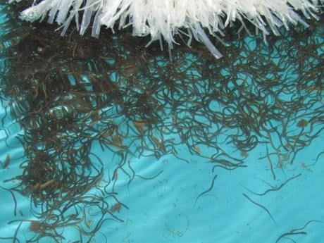  Giá lươn giống trong năm nay có dấu hiệu 