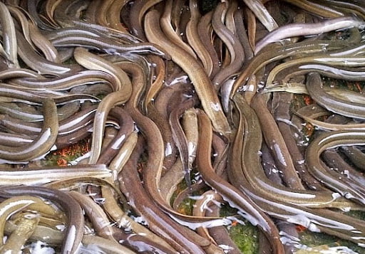 Giá lươn giống trong năm nay có dấu hiệu giảm 