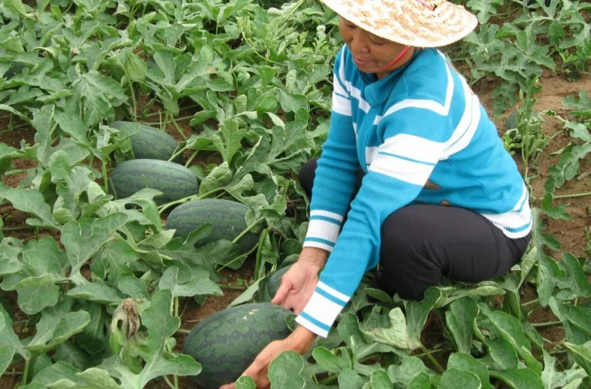 Trúng mùa nông dân vui mừng đón tết, giá dưa hấu tại vườn hôm nay